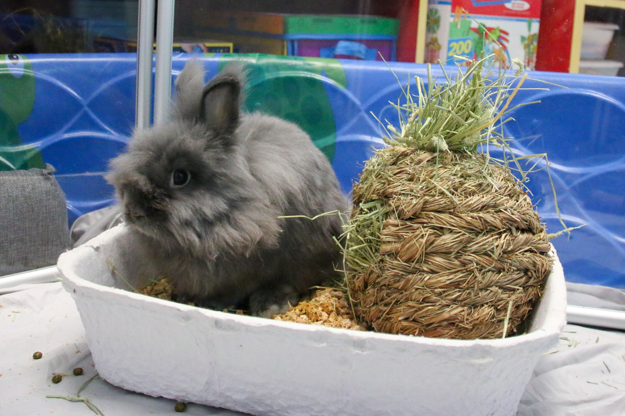 One of the bunnies hangs out in his enclosure.